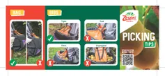 Zespri picking tips.pdf