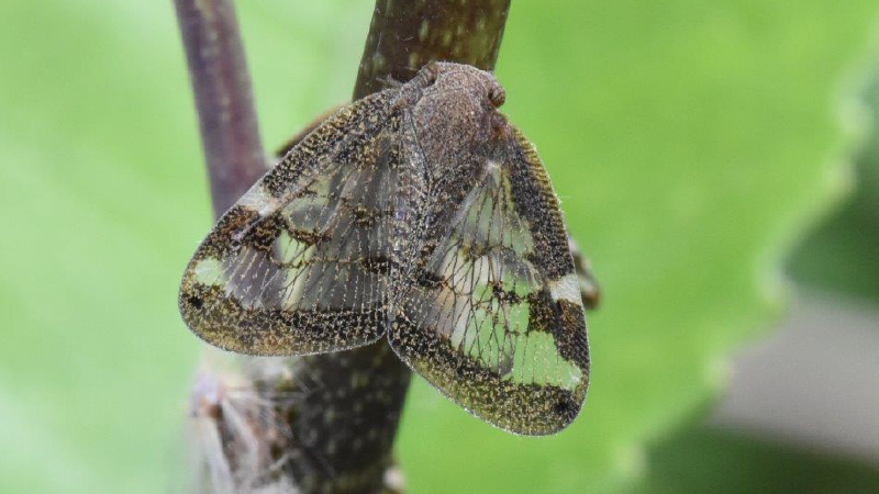 Pest monitoring centres